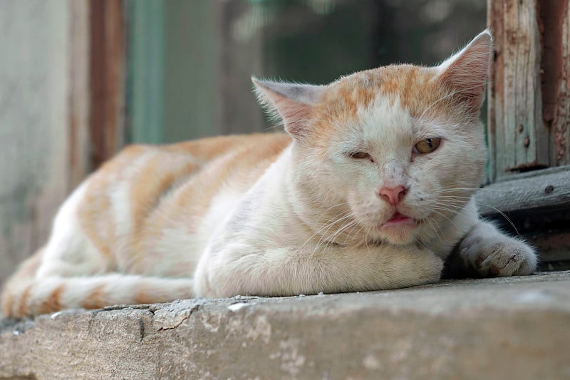 一只生病的棕白相间的流浪猫被遗弃在街上。兽医学和动物虐待的话题