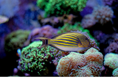 小丑唐在珊瑚礁水族馆