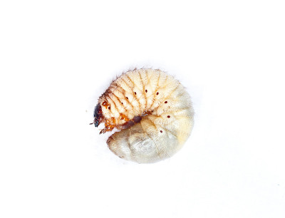 大力神甲虫的幼虫，大力神王朝