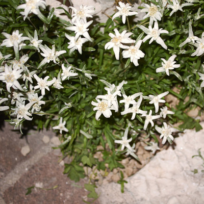 高山明星花