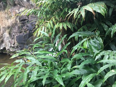 冬天，夏威夷考艾岛威美亚峡谷的威浦瀑布。