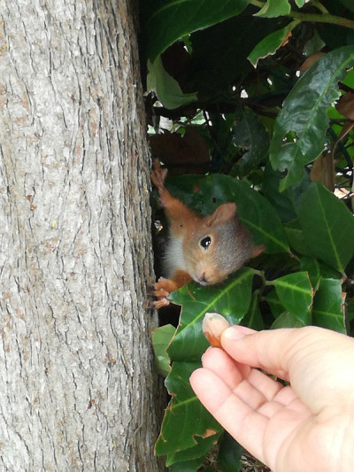 squirel