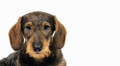 美丽的小猎犬小狗。狗肖像