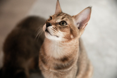 美丽Chausie猫