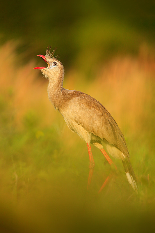 红腿塞里马，cristata Cariama, Pantanal，巴西。典型的巴西鸟类。小鸟在草地上