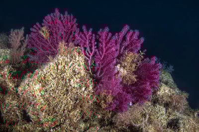 Paramuricea clavata