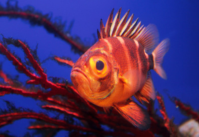 红色Soldierfish水下