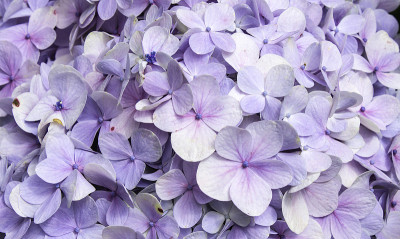 绣球花