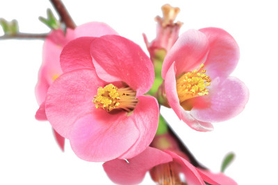 木瓜(日本木瓜)的花开花。我