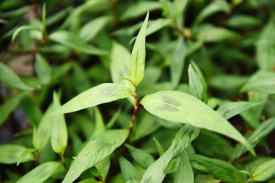 Vietnamese Coriander herb and vegetable - Vietname