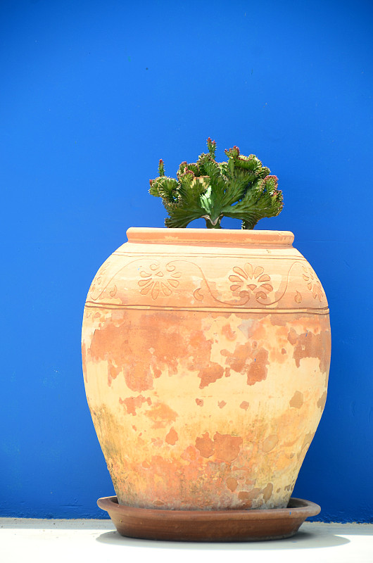 盆栽植物花园