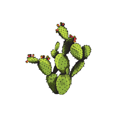 仙人掌仙人掌与花，野生外来植物矢量素描插图。