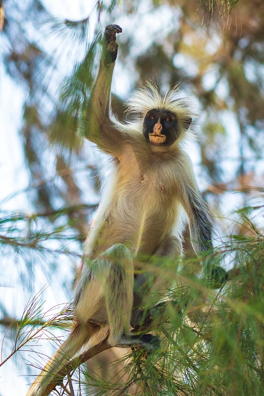 野生桑吉巴红疣猴，Procolobus kirkii，在Jozani Chwaka湾国家公园