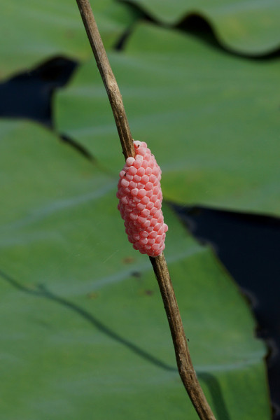 Pomacea canaliculata鸡蛋