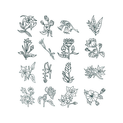 花叶子插图设计模板矢量