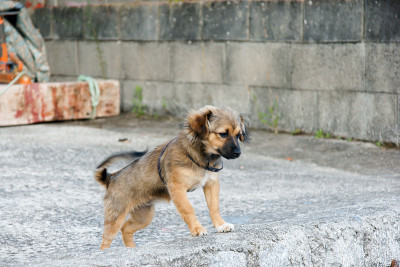 小狗