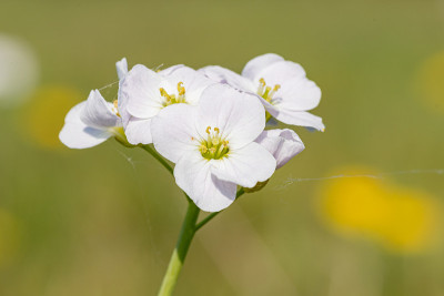 白花酢浆草(cardamine pratensis)