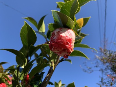 山茶花花