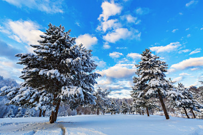 冬天。美妙的冬天的风景。树被雪覆盖着。到处都是白色的。寒冷的天气。乌鲁达格，布尔萨，土耳其伊斯坦布尔