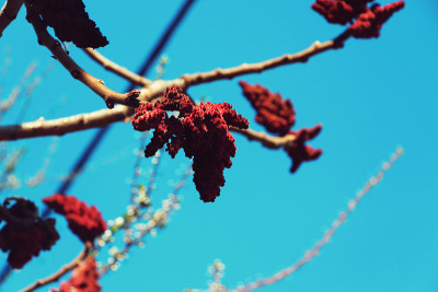 Rhus typhina