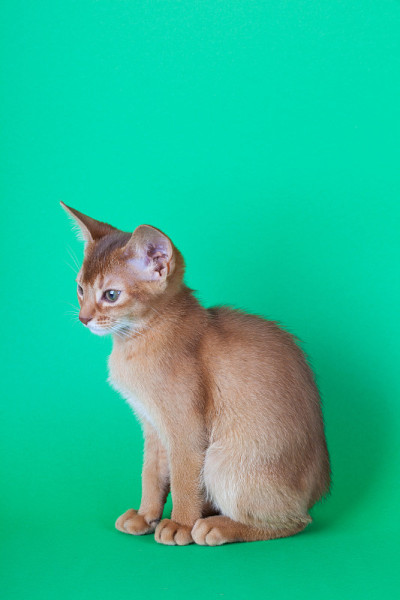 一只小小的阿比西尼亚酸模猫，绿色背景上的小猫。