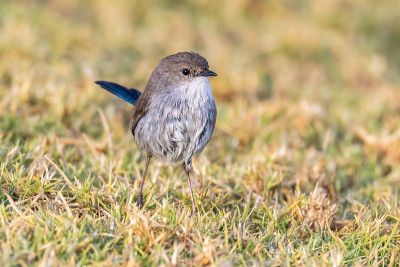 极好的Fairy-wren