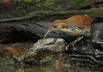 大型Scimitar-babbler