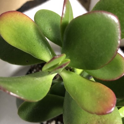 克拉苏拉是