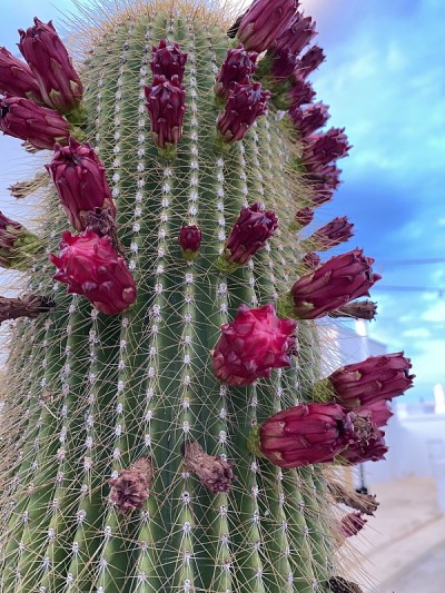 巨型仙人掌(Carnegiea gigantea)开花