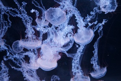 水母
