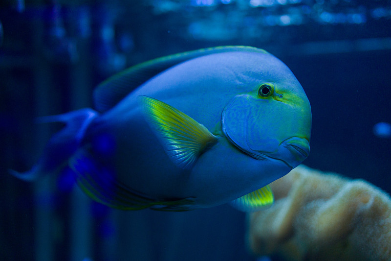 棘鱼(外科鱼)在水族馆游泳