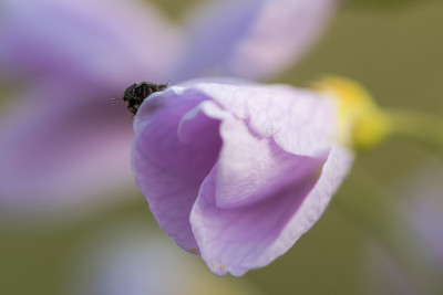 杜鹃花或草甸碎花与甲虫花