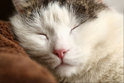 猫闭上嘴睡觉