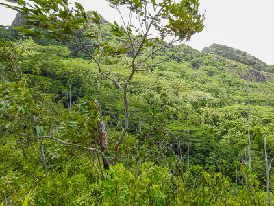 在加拉。塞舌尔丛林美景。马埃岛。非洲