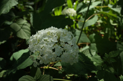 白色绣球花