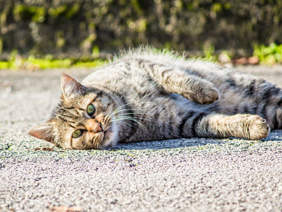猫在地上休息