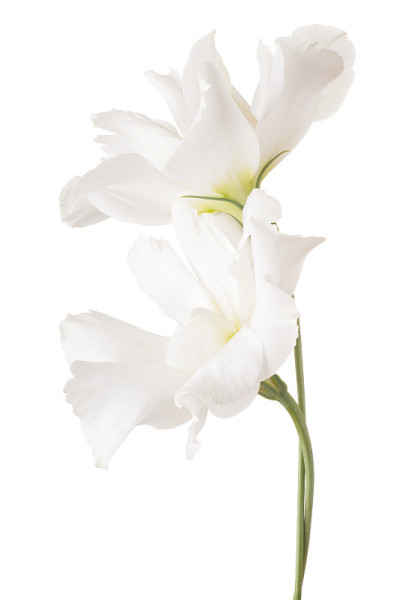 eustoma