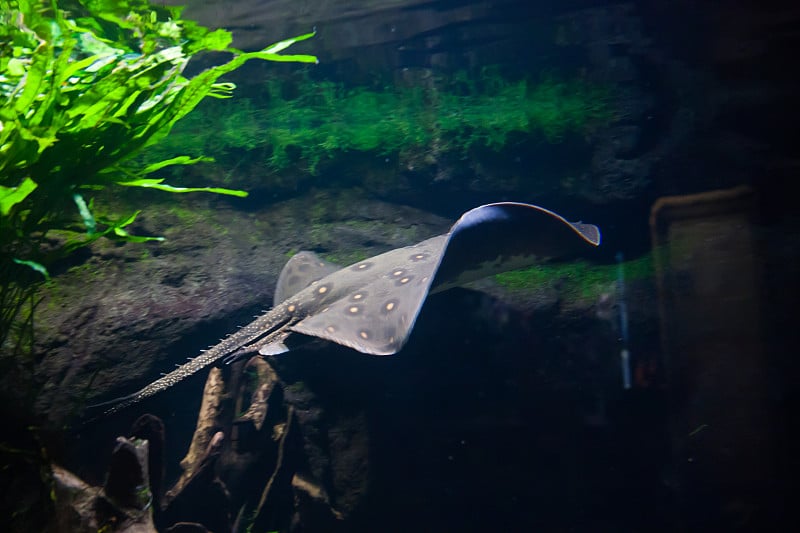 机动黄貂鱼-机动黄貂鱼，在水族馆里