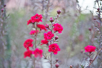 Leptospermum scoparium