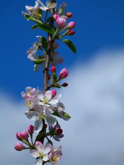 希腊Pelion开花树