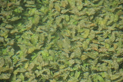 绿洲
