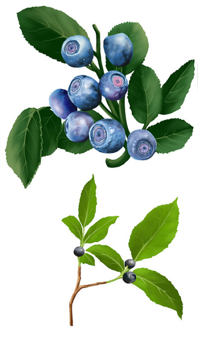 黑莓水果