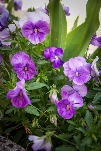 花,Chauvigny,法国