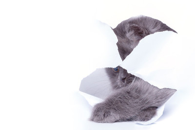 小猫从破纸洞里往外看
