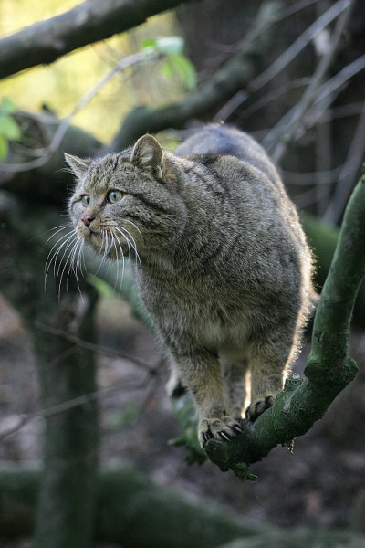 欧洲野猫，成体站在枝上