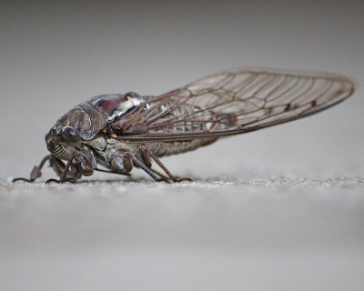 蝉(Cicadoidea)虫分离特写