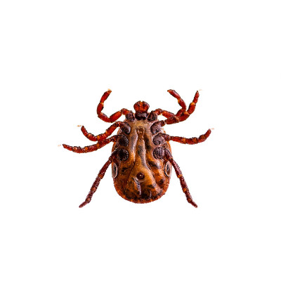 脑炎病毒或莱姆病，Borreliosis Disease或Monkey Fever传染性革蜱蜱蛛形寄