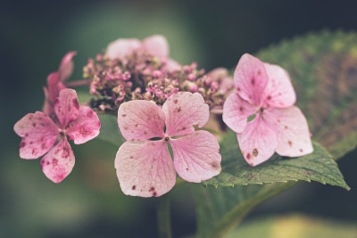 小粉红的花瓣
