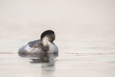 Silvery grebe