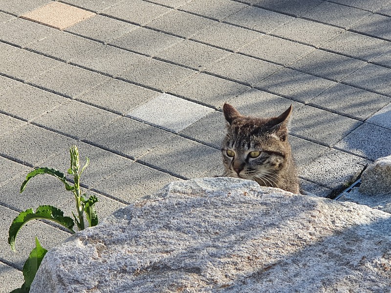 你在找什么，小猫咪?